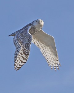 snowy owl in flight