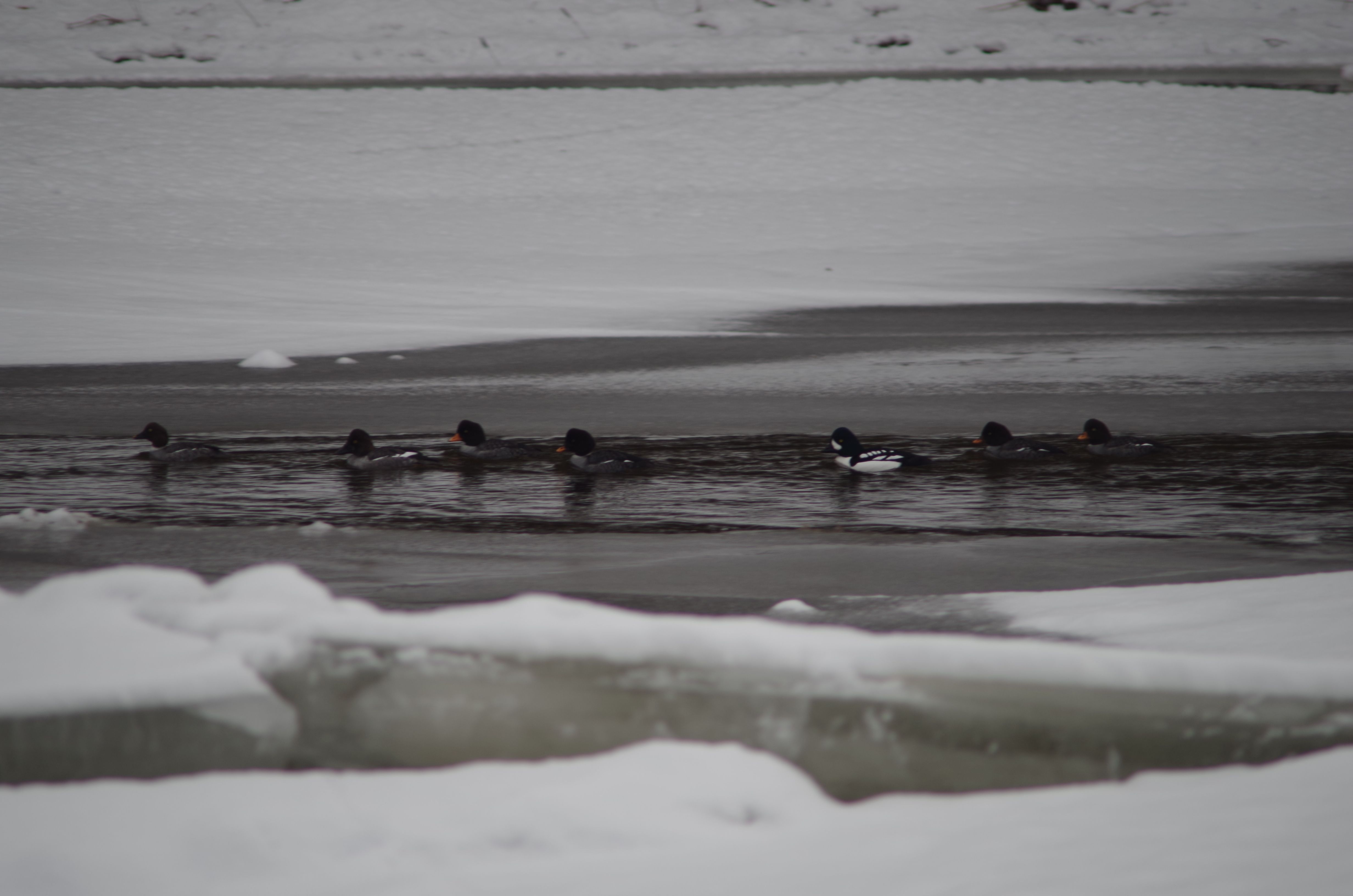 seven ducks swim through water and ice