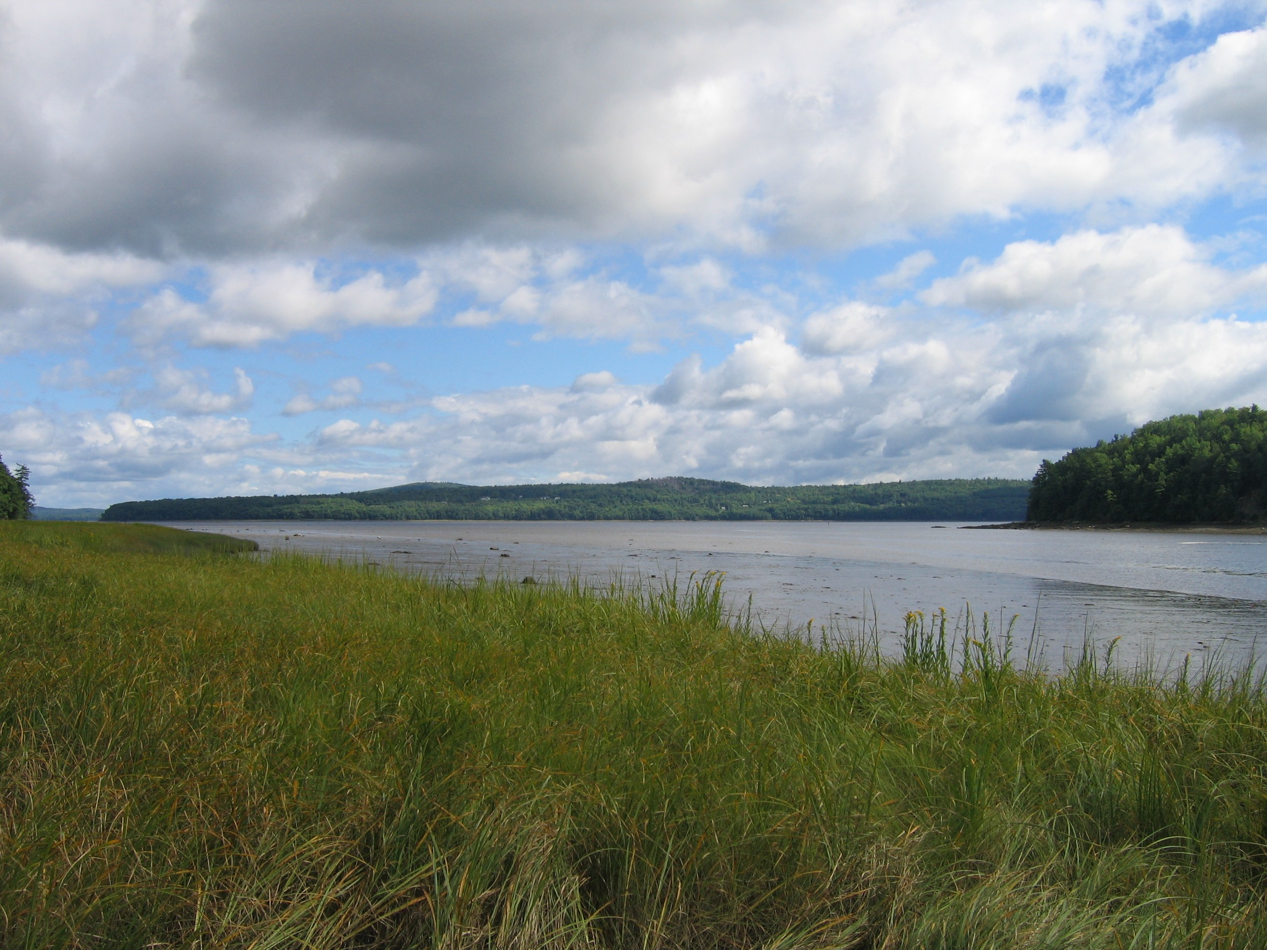 green marsh grass and tidal flat of Marsh River