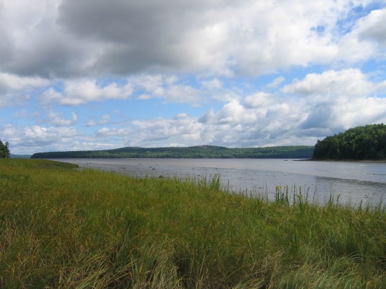 green marsh grass and tidal flat of Marsh River