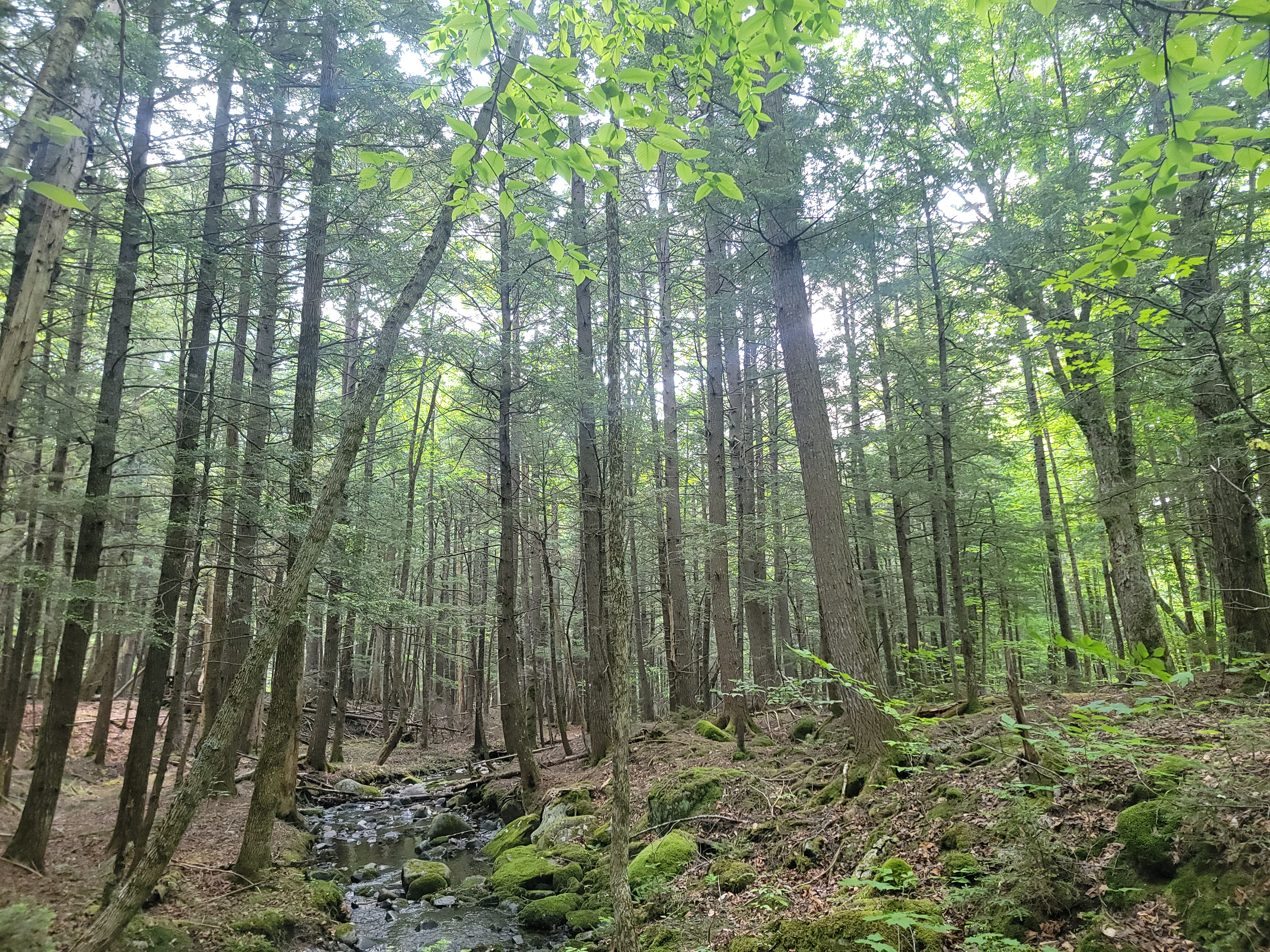 a mossy stream flows through a forest of tall trees