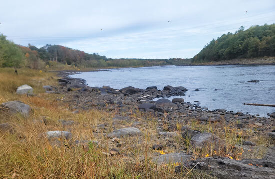 a wide blue river flows through forest banks with a rocky shoreline in foreground sprinkled with dry brown grasses