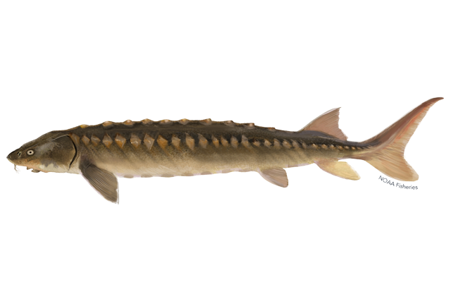 illustration of a shortnose sturgeon